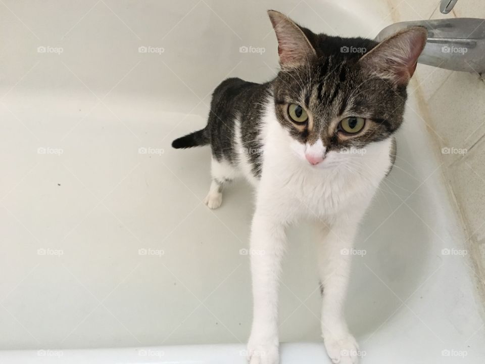 Kitten in a bathtub