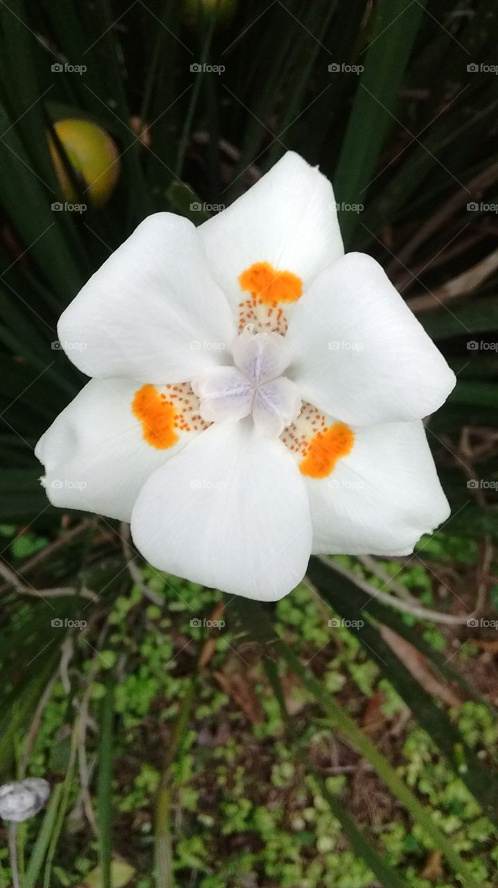 Mais flores para curtimos e contemplarmos a gratuidade da beleza da natureza!