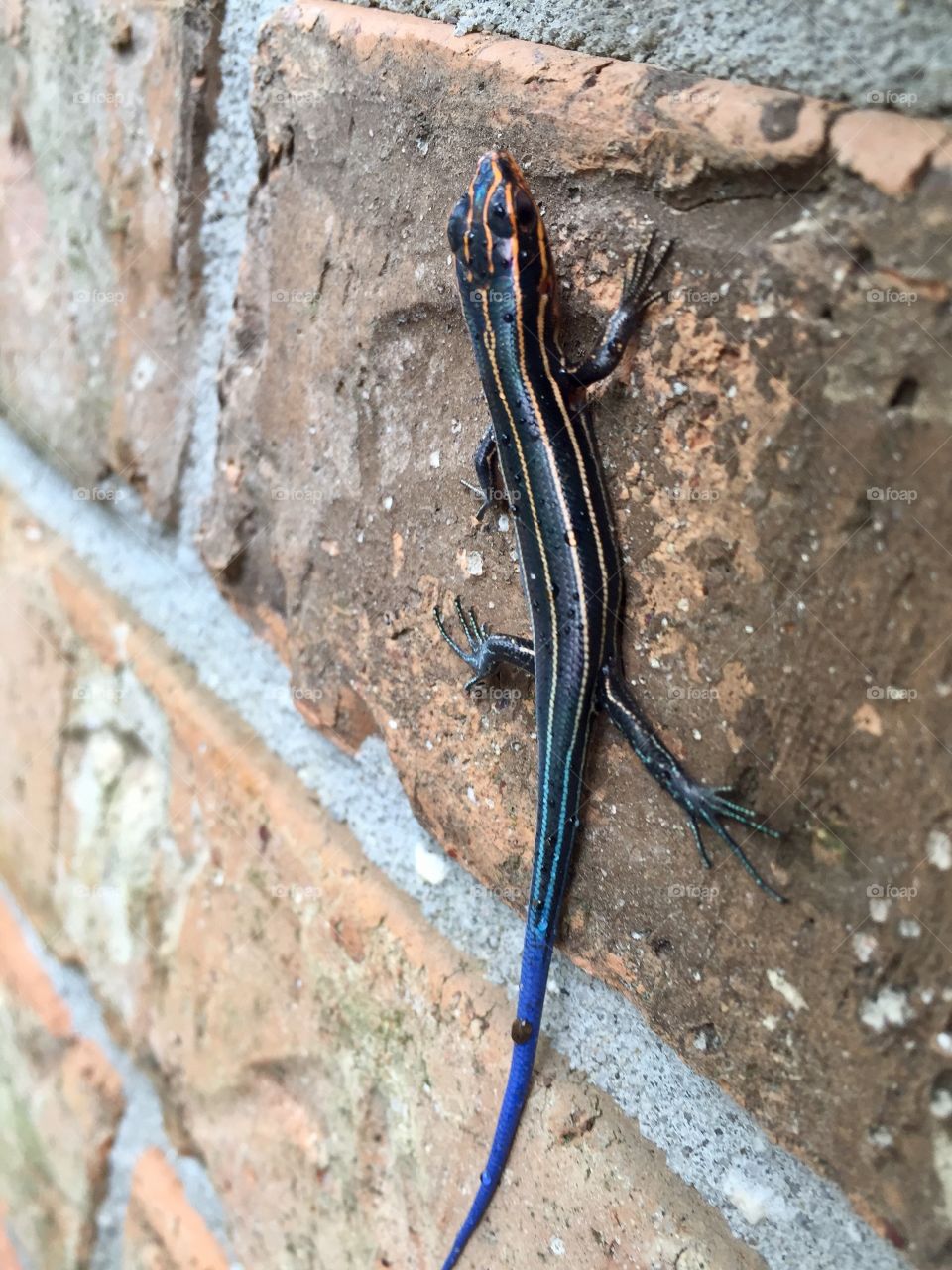 Skink