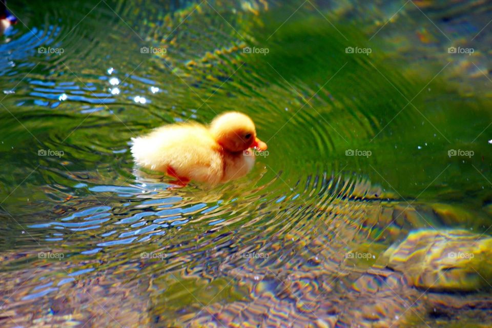Duckling swimming 