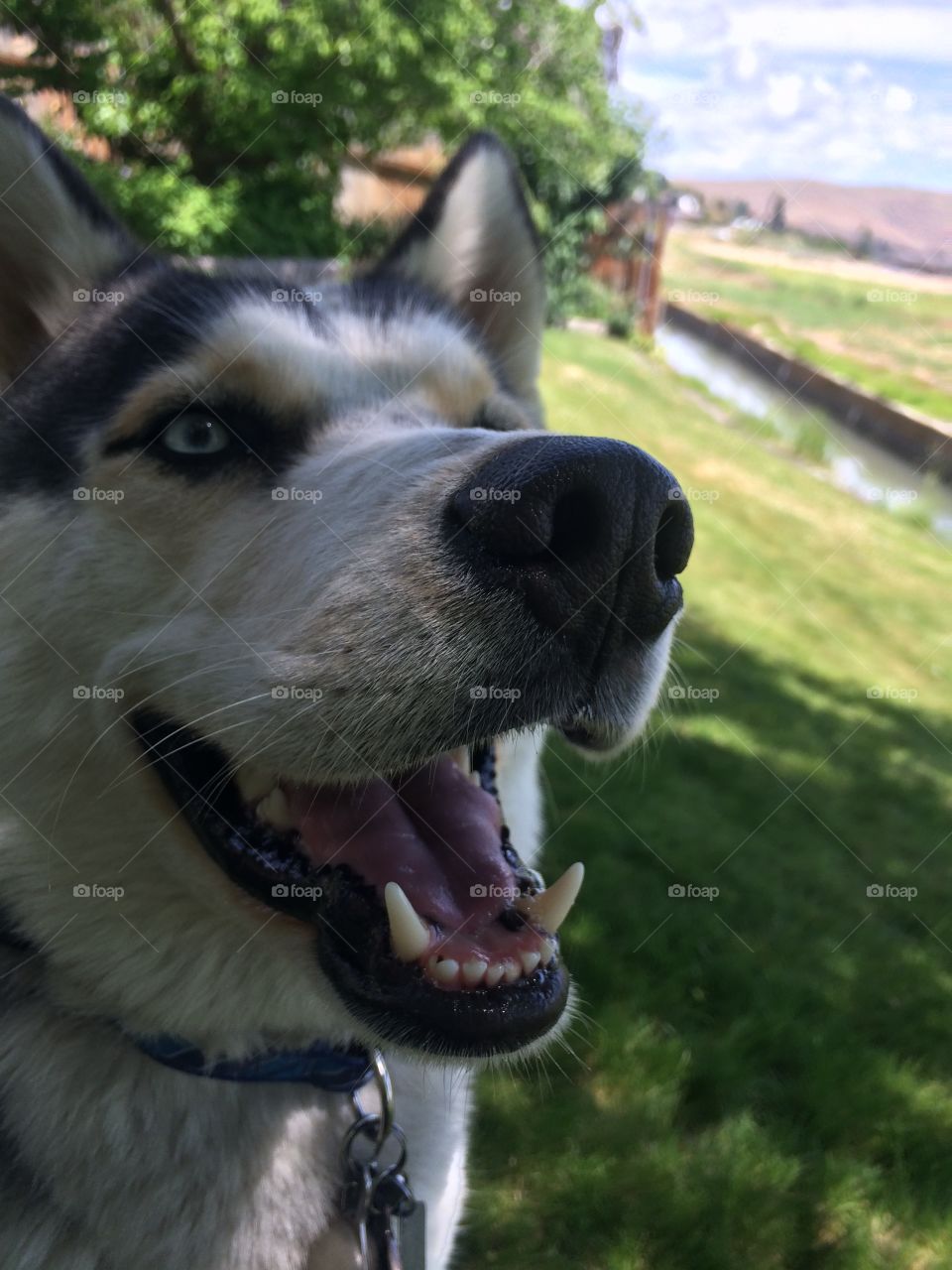 No happier a dog than I 