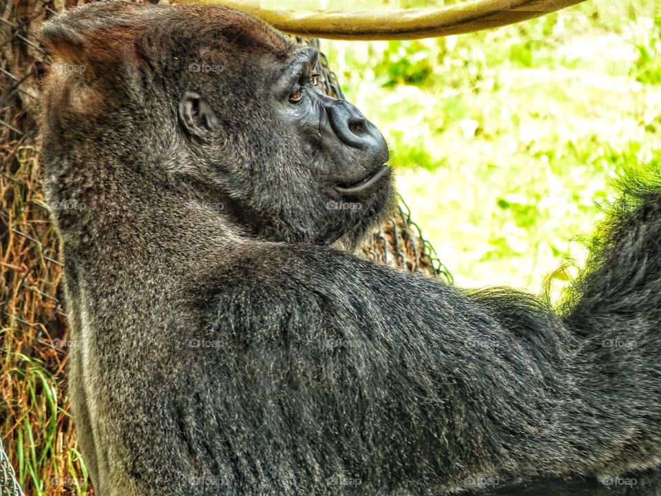 Eastern Lowland Gorilla 