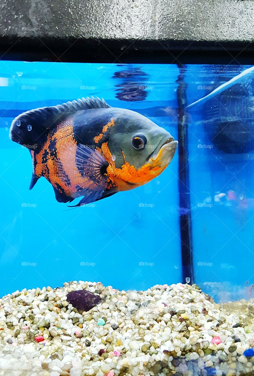 Aquarium fish swimming in tank