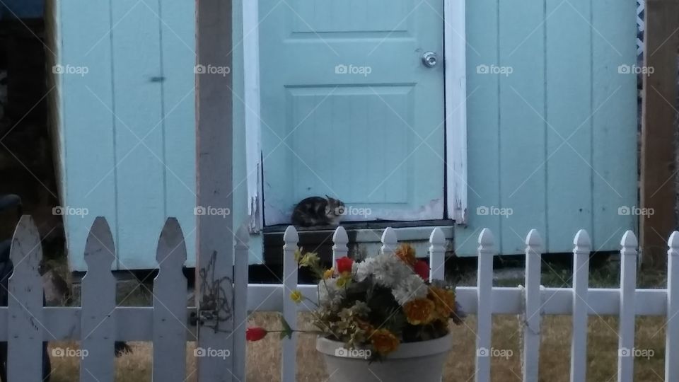 Kitten curled up on a shed door