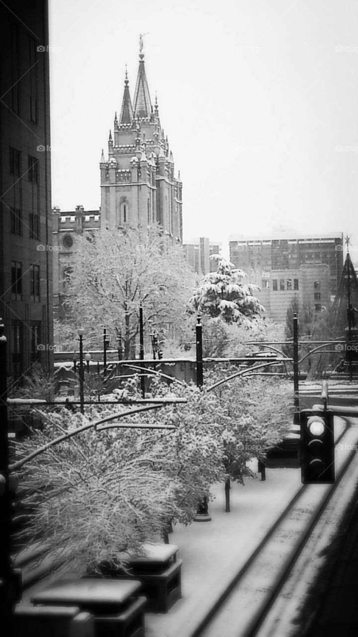 Snow covered trees downtown