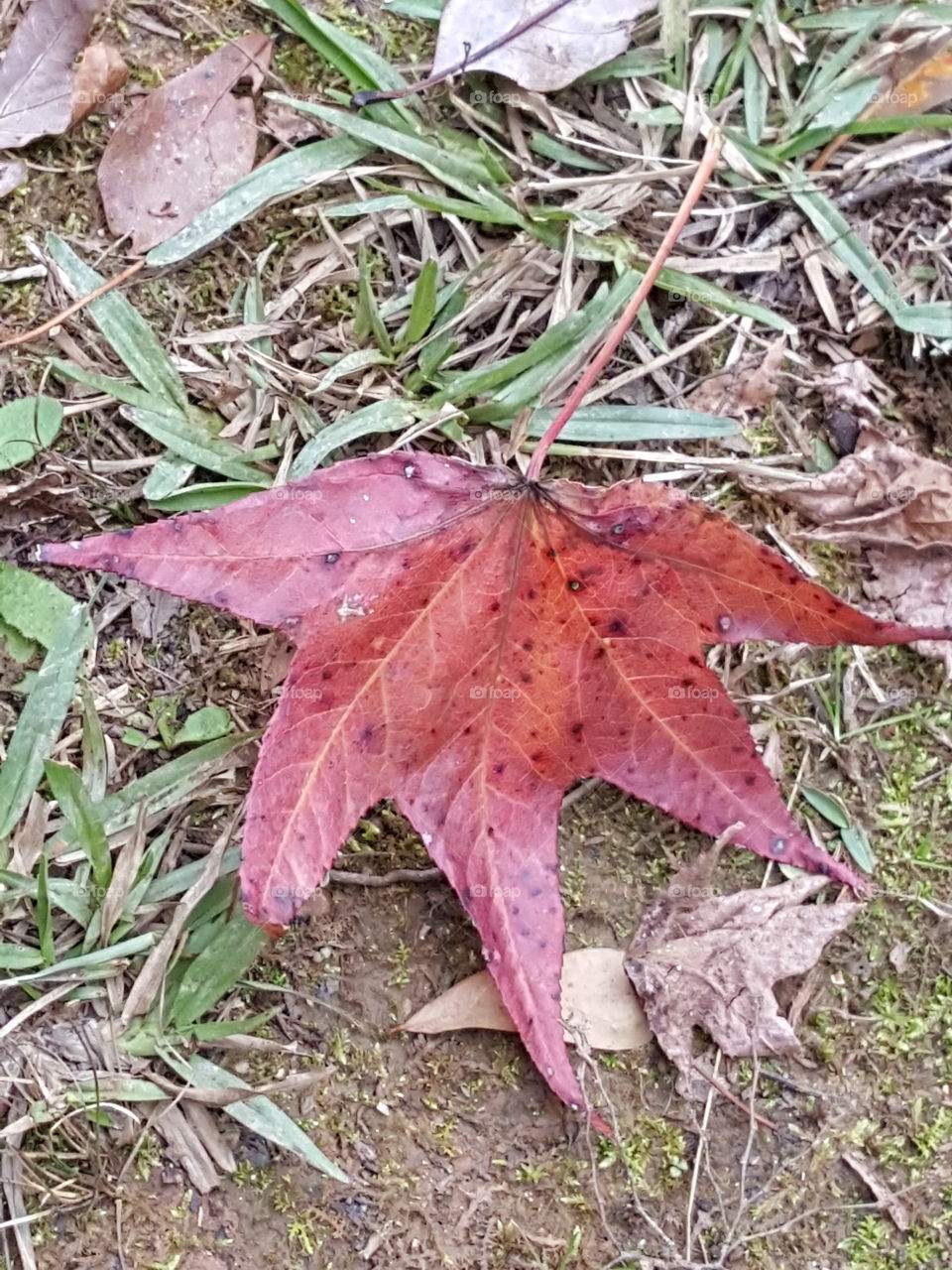 red fall leaf