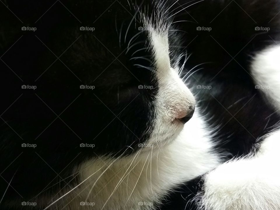 Black and White Kitten Close up