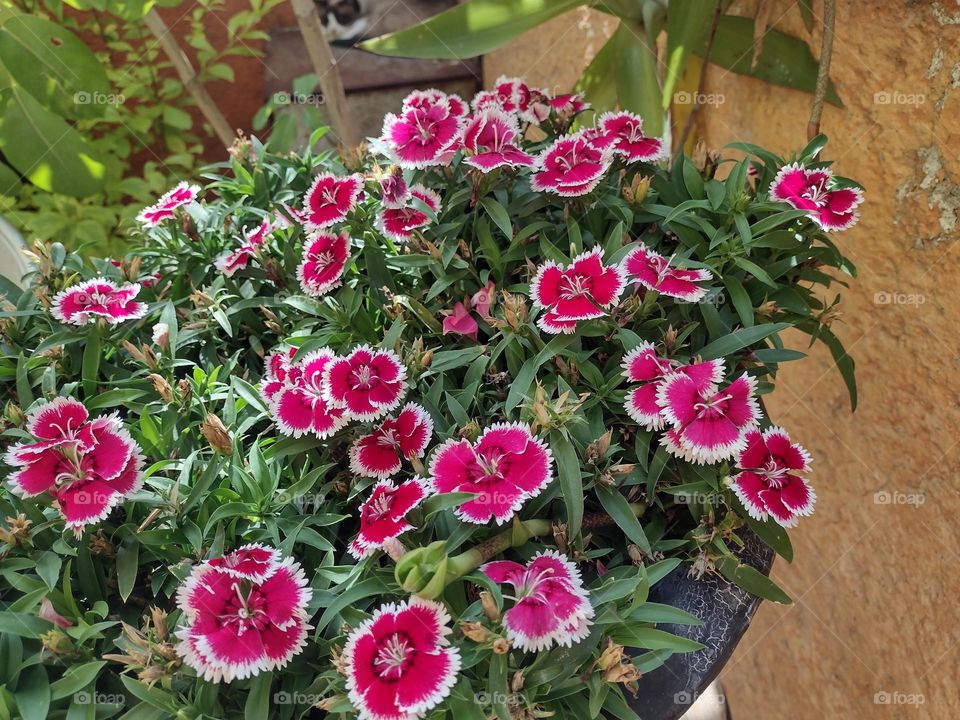 Lindas Flores rojas con blanco