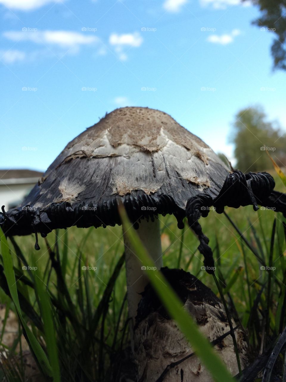 Mushroom in the fall