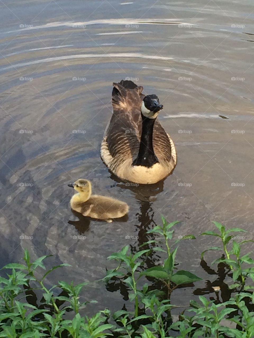 Goose and baby