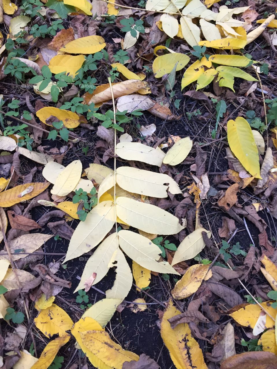 Fall. Autumn in Russia. October. Falling leaves 