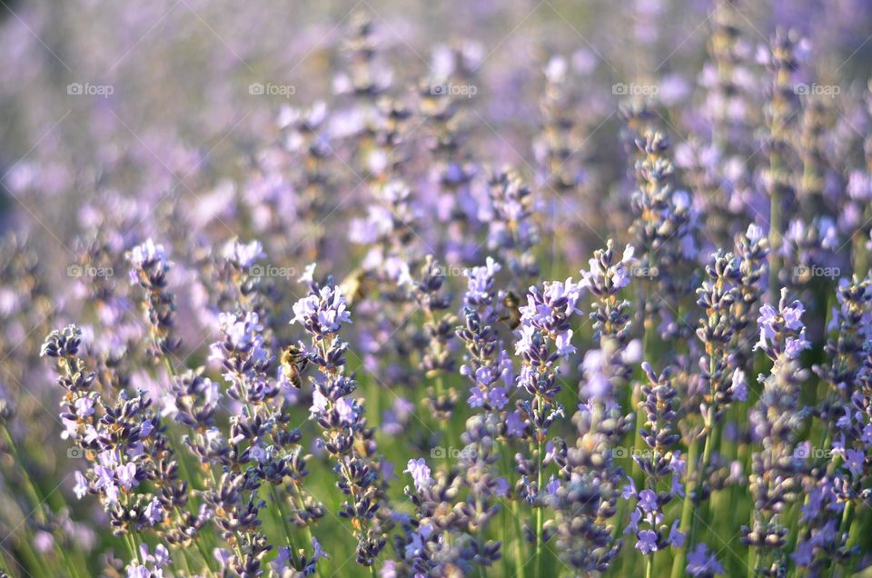 Birds & Bees - Nature in Motion