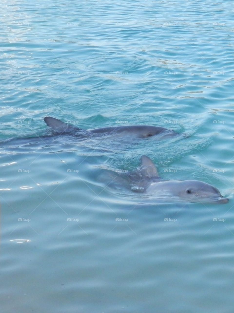 Dolphins