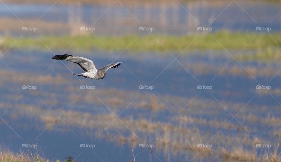 Male Northern Harrier hawk