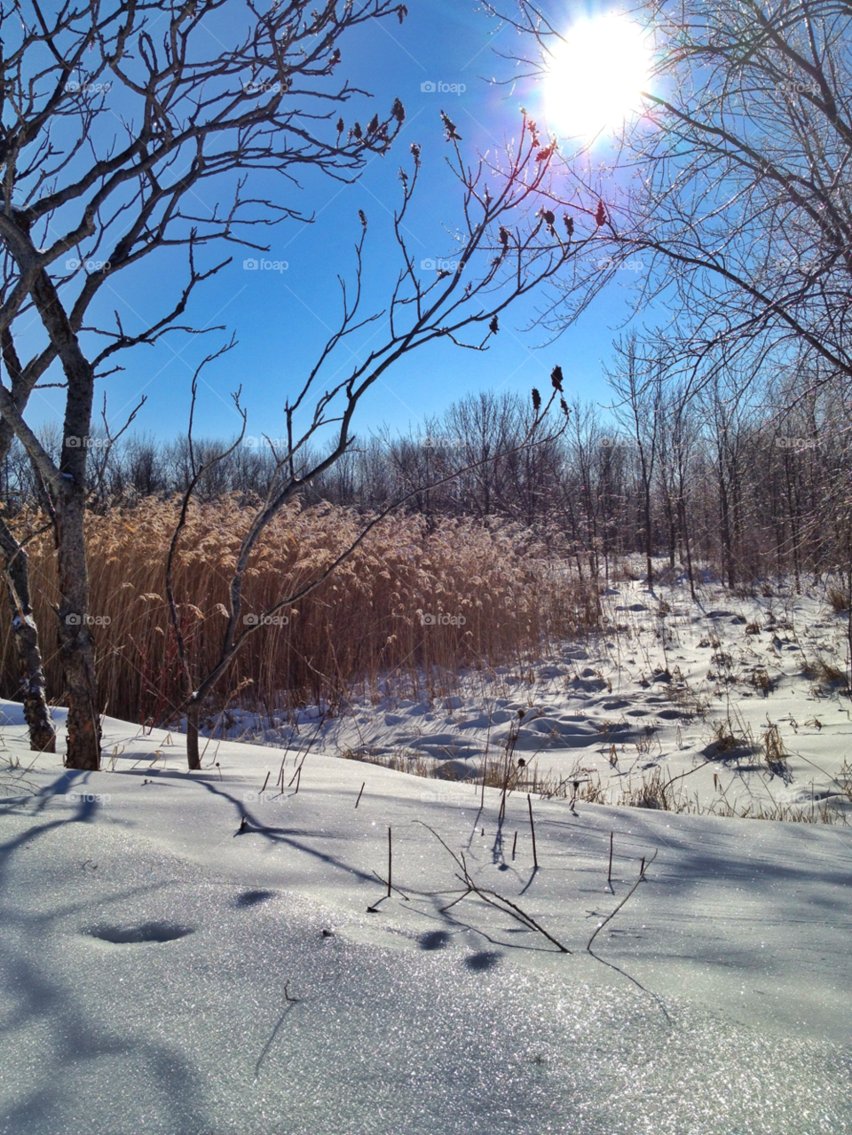 sparkle sparking snow winter by somebeach