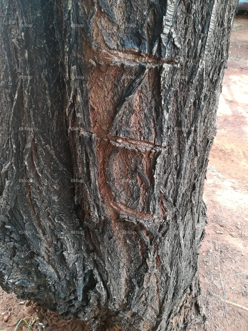 tree marking
