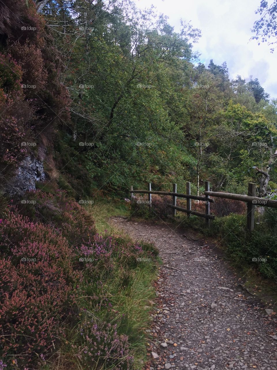 Landscape, Tree, Wood, Nature, No Person