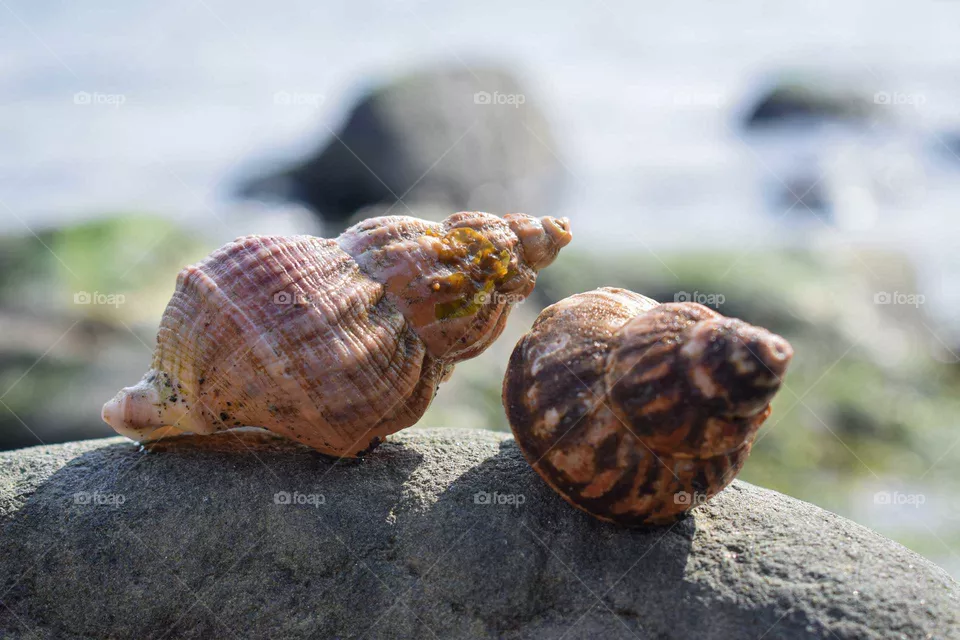 Shell