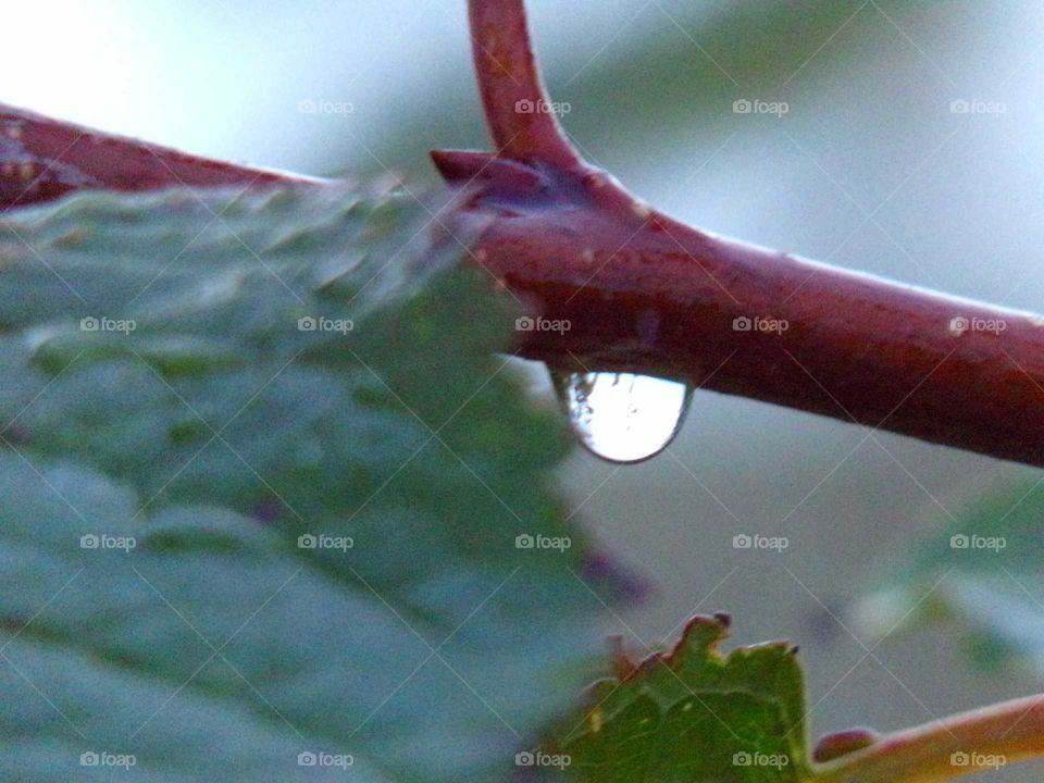 regentropfen an einen Strauch