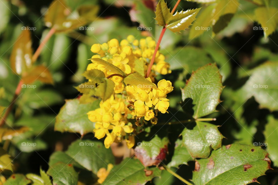 flowers