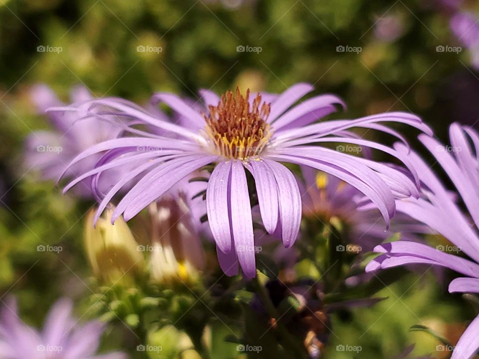 Closeup of Purple Aster.