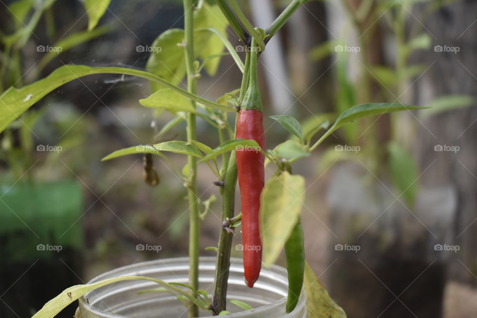 A ripe chilli in the home garden.