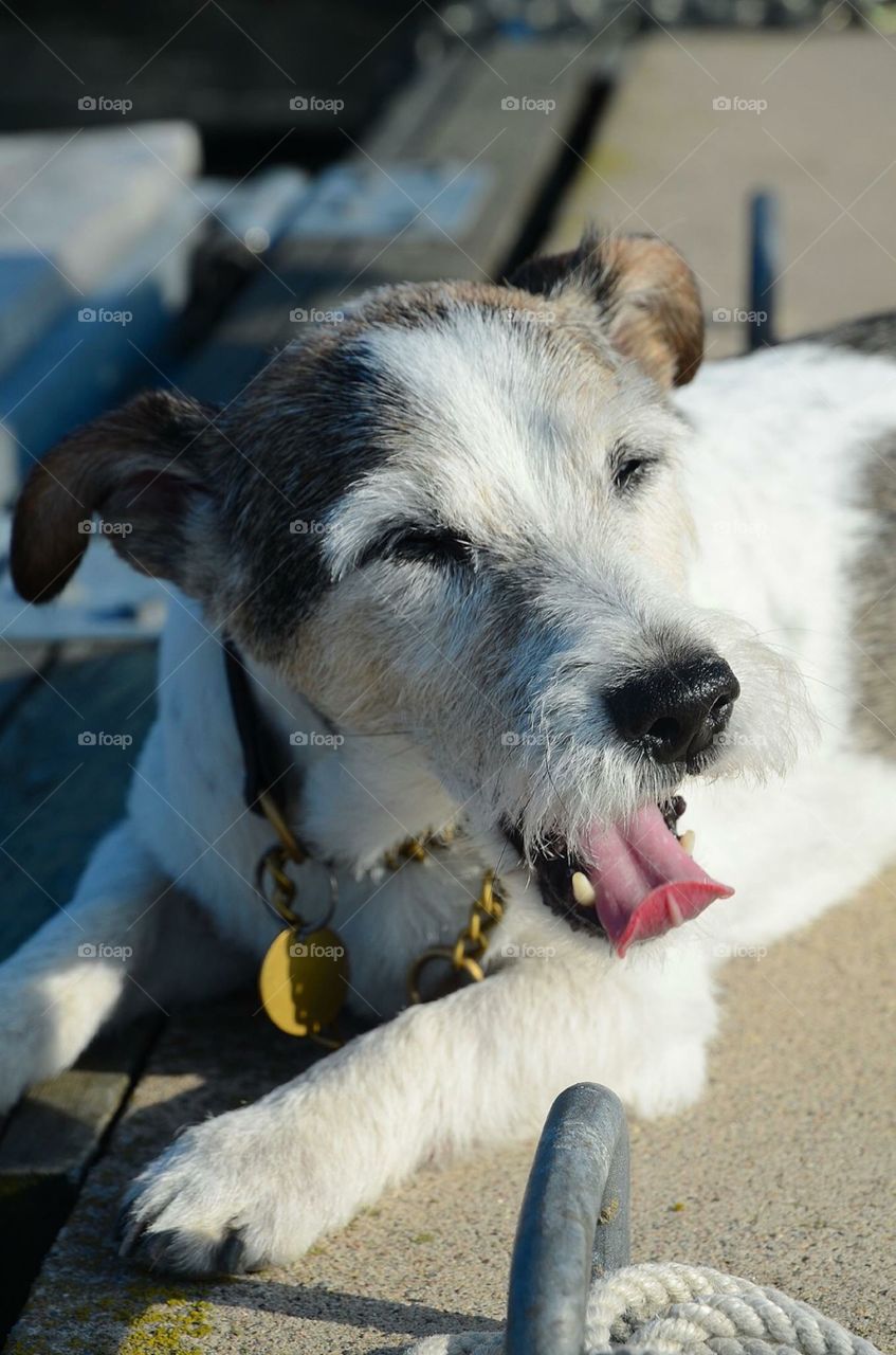 My Jack Russel on The jetty