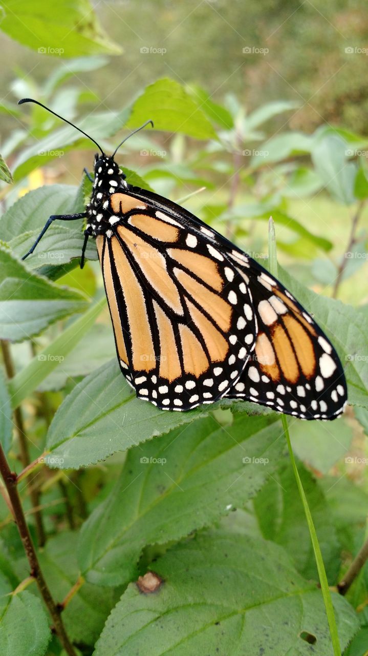 Monarch