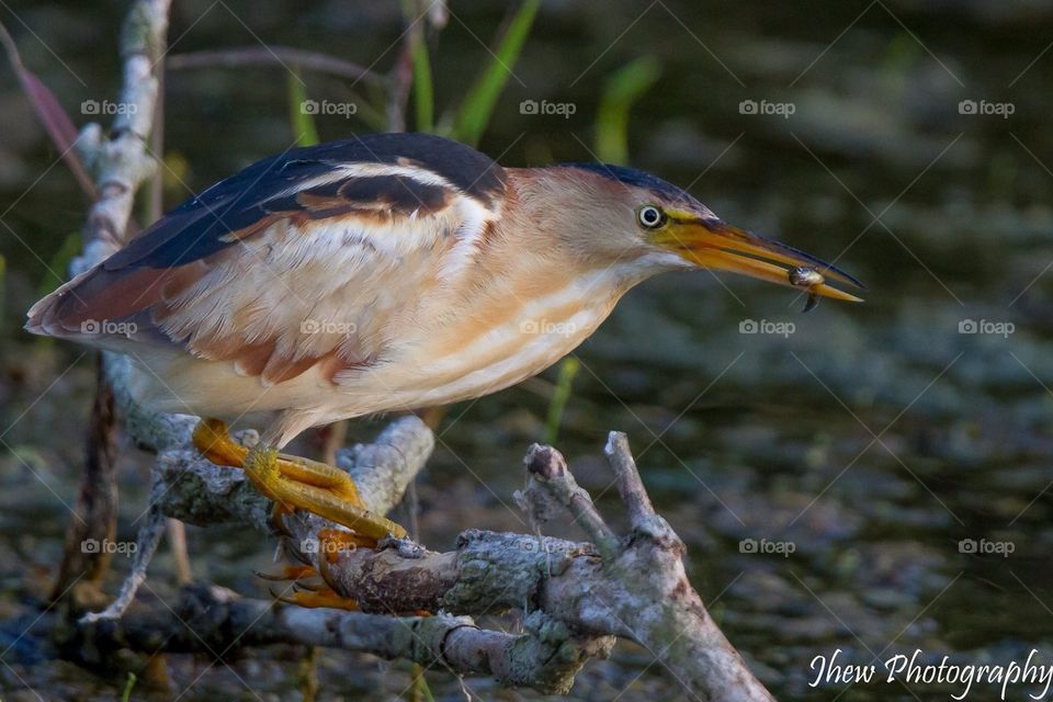 Least Bittern