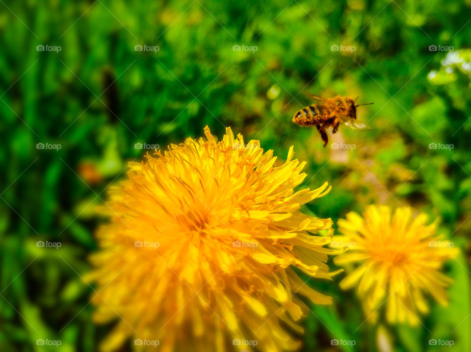 A bee collects nectar from a dandelion.The honey bee. Summer 2020.Пчела собирает нектар с одуванчика.Медоносная пчела. Лето 2020
