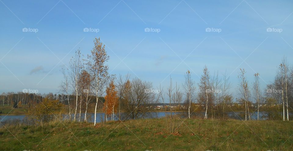 Landscape, Tree, Fall, Nature, No Person