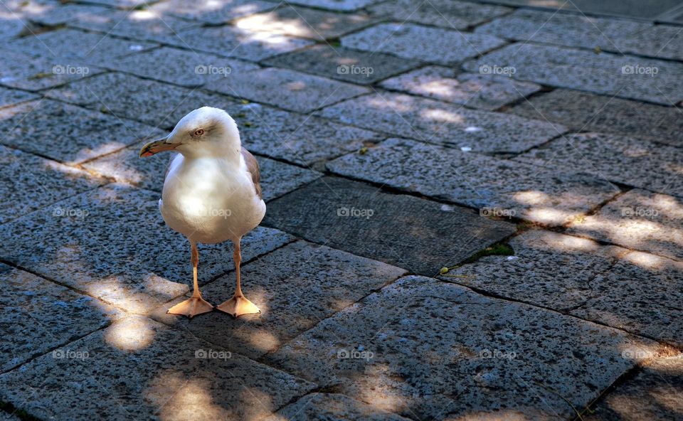 a curious little bird in Vienna