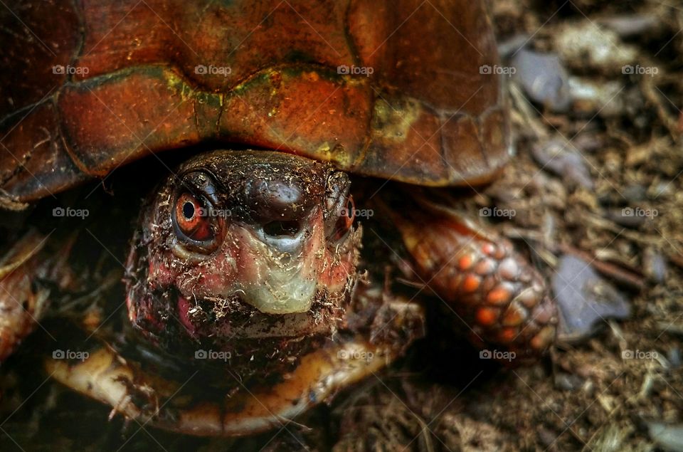 Male Three Toed Box Turtle