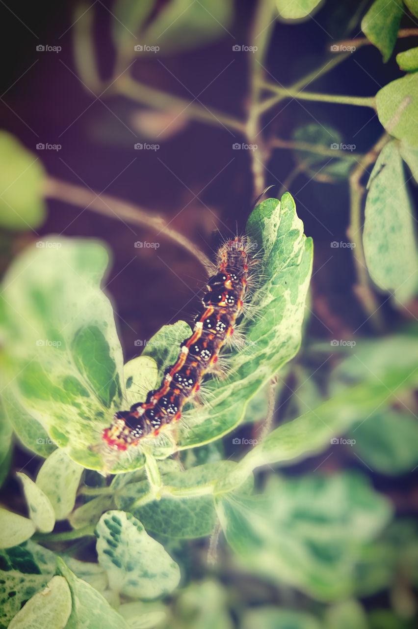 High angle view of caterpillar on leaf