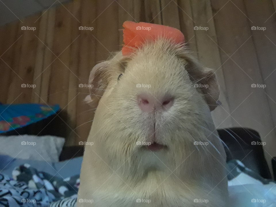 Tater Tots waits patiently for the command...