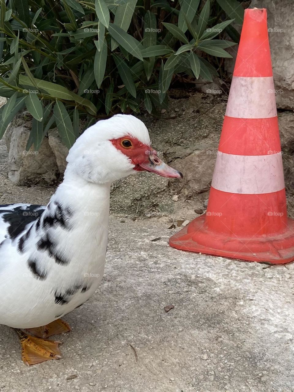 Caution! Duck Crossing. A duck walks near a caution pylon.