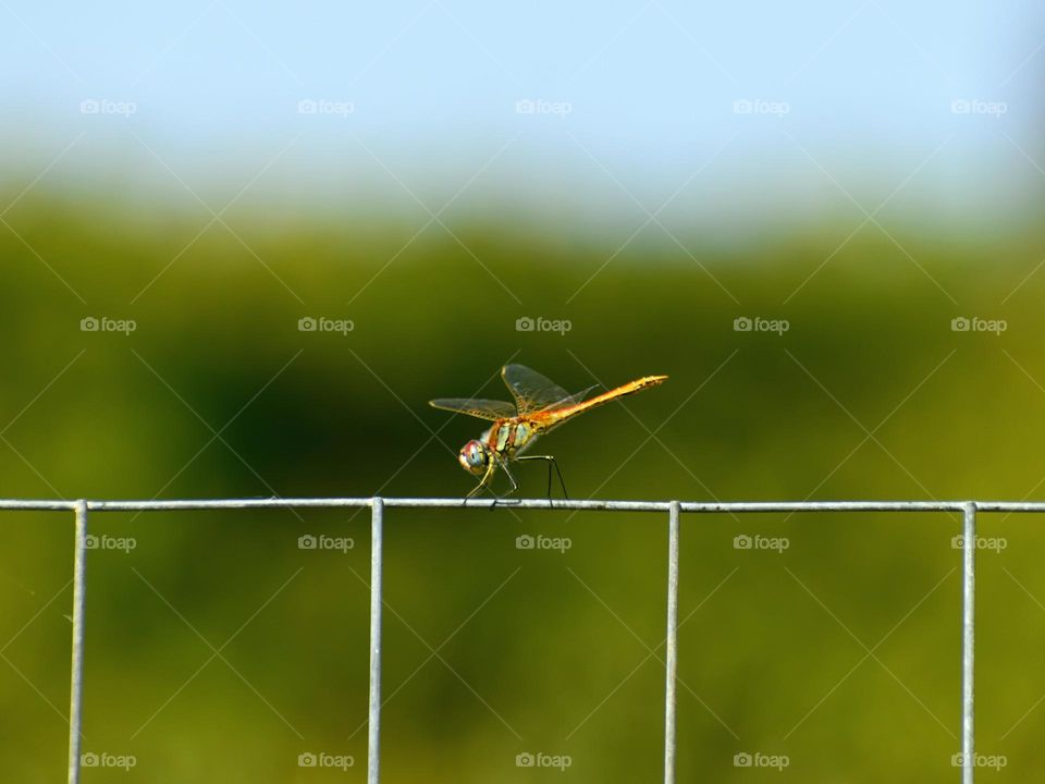 dragonfly sitting on fence