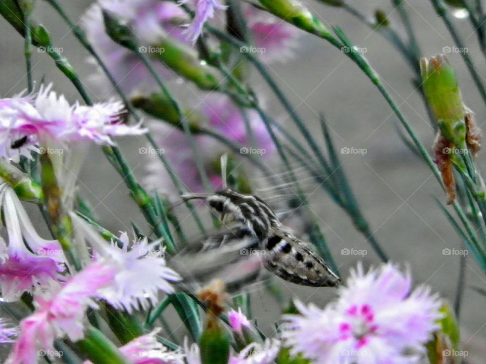 moth in spring