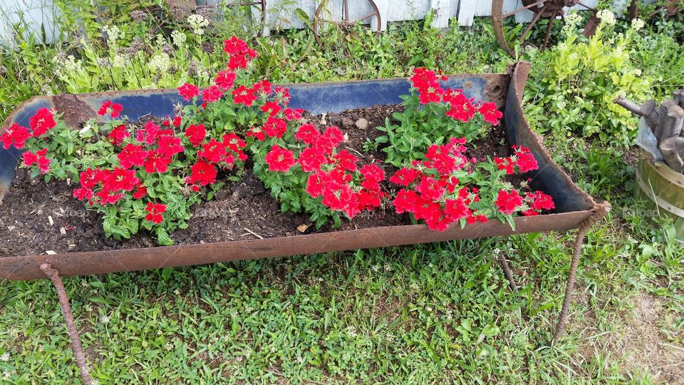 Beautiful flowers. repurposed planter