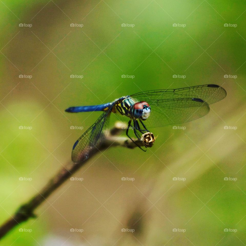 Dragonfly 