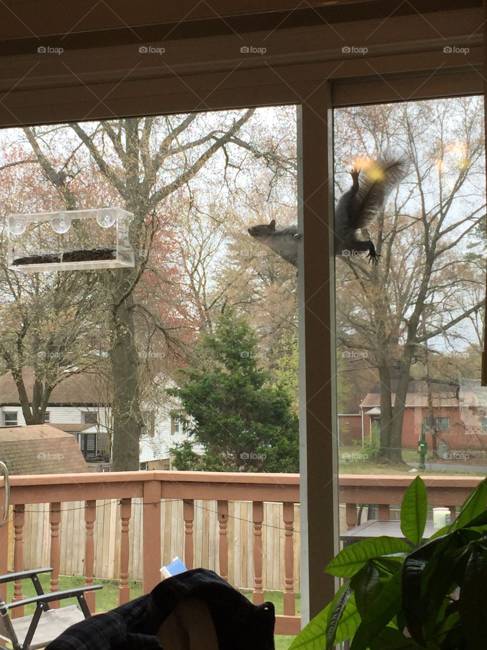 Squirrel hanging onto screen door and stretching to get bird feeder 