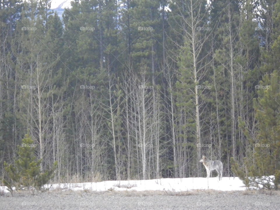 Wolf in British Colombia