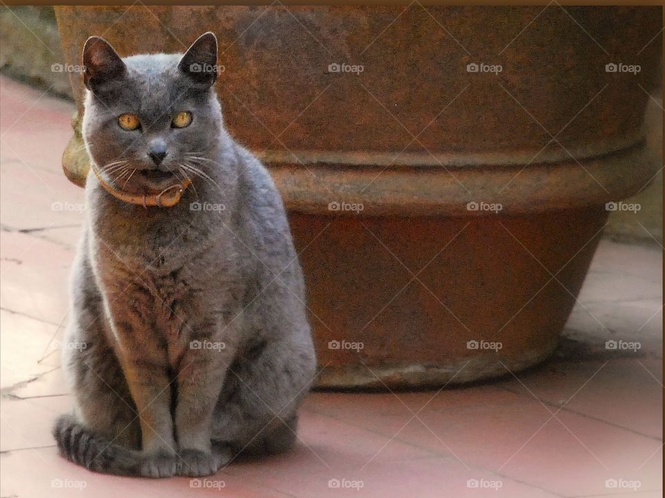 Gray kitty. A gray cat with Beautiful gold eyes