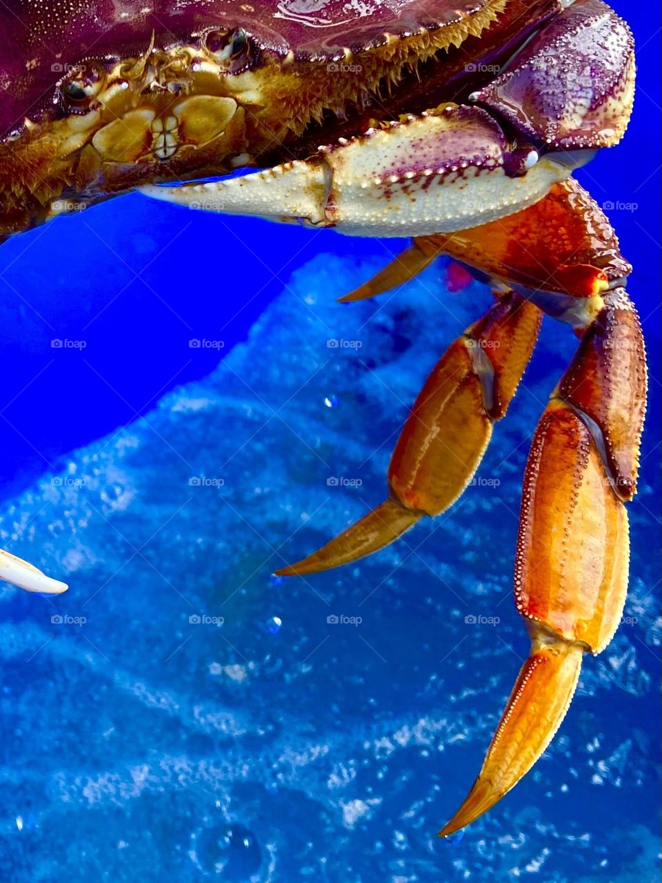 Alaskan crab being taken out of a blue bucket of water .