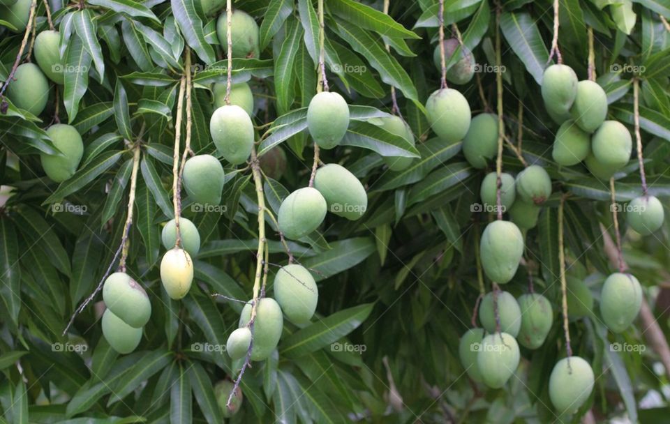 Mangoes