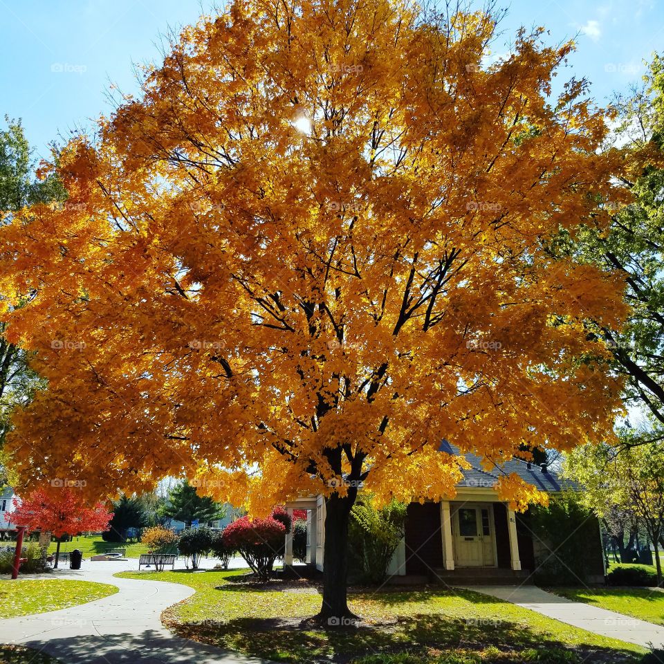 Fall, Leaf, Tree, Maple, No Person