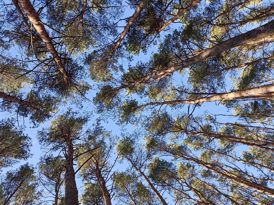 pine trees blue sky background beautiful texture