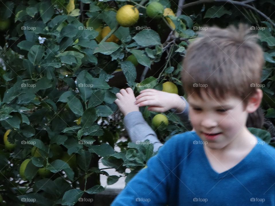 Young Brothers Picking Lemons
