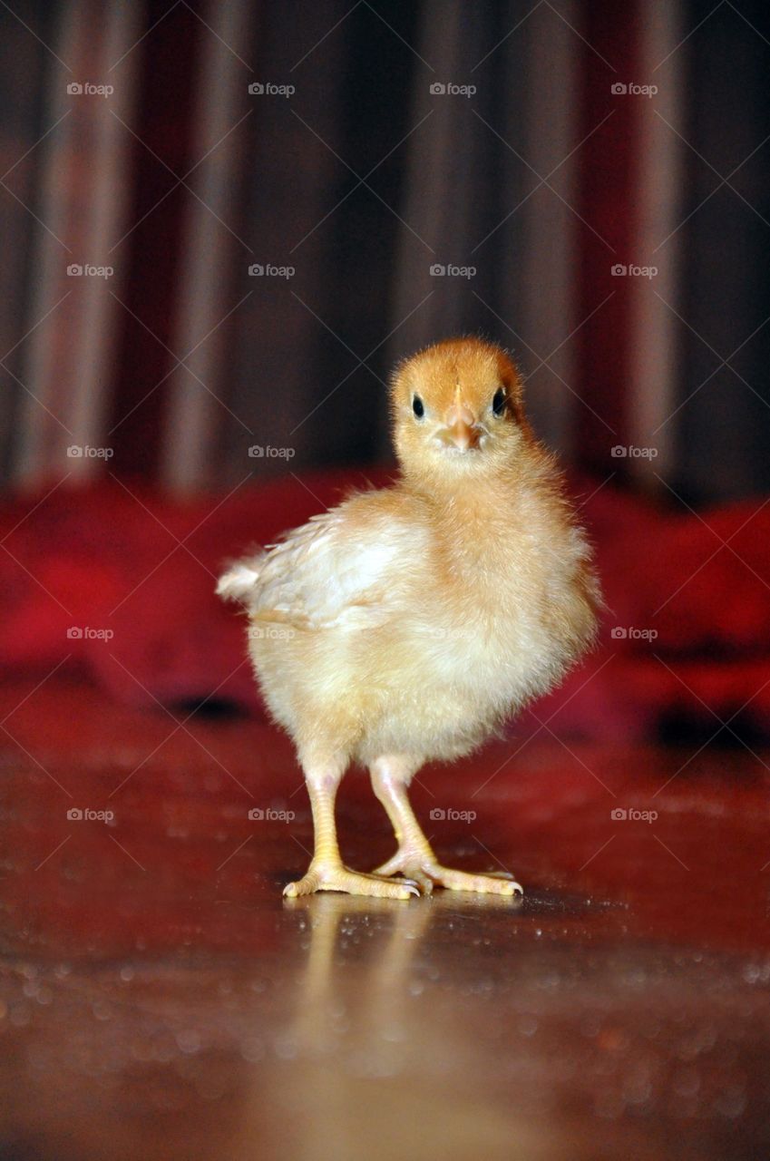 Cute Baby Chick