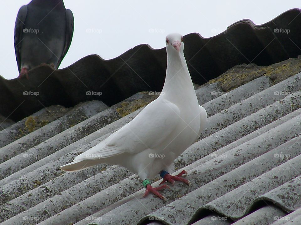 pigeon